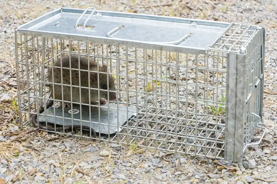 Rat Control